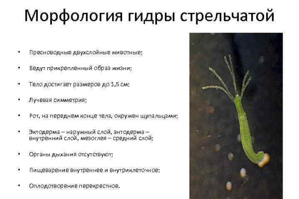 Сайт кракен зайти